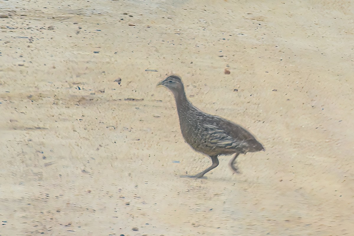 Double-spurred Spurfowl - ML471995171