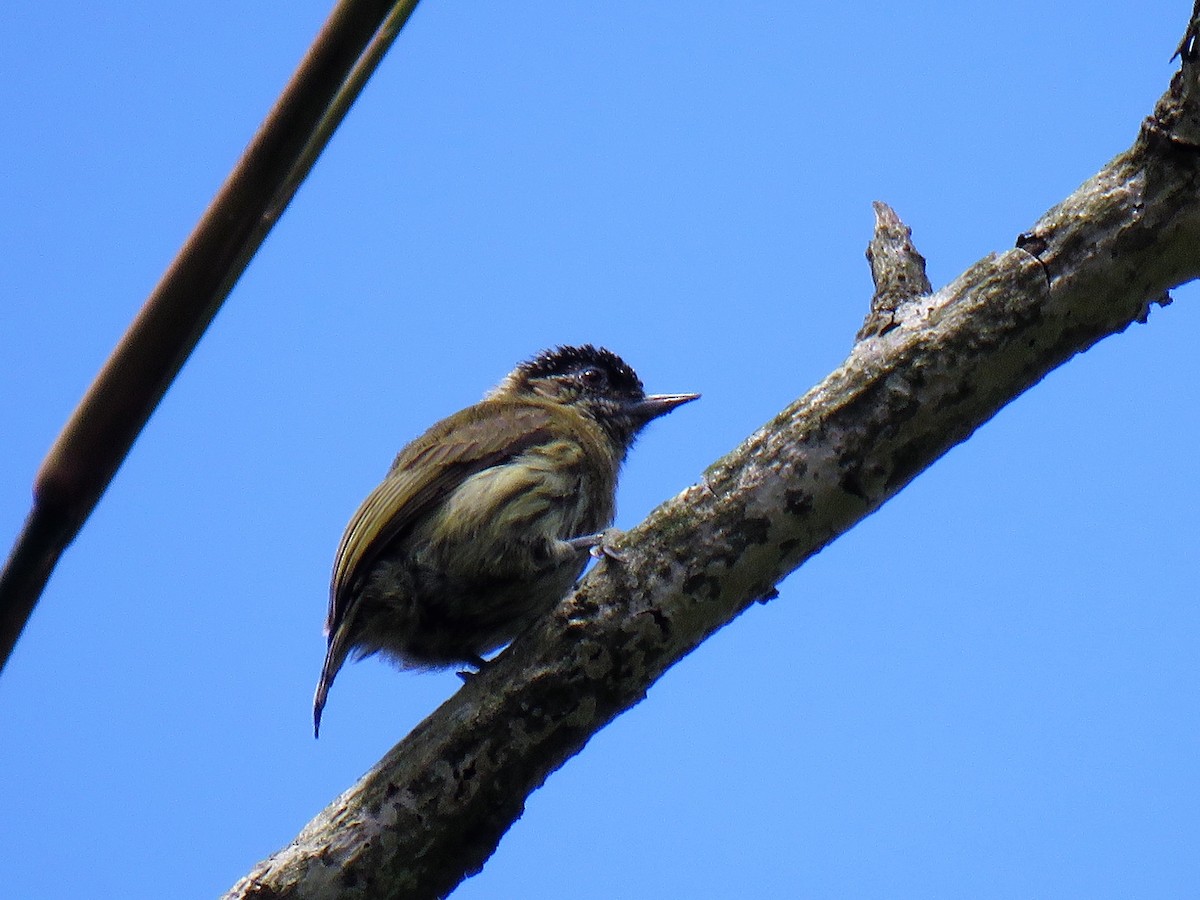 Olivaceous Piculet - ML472001381