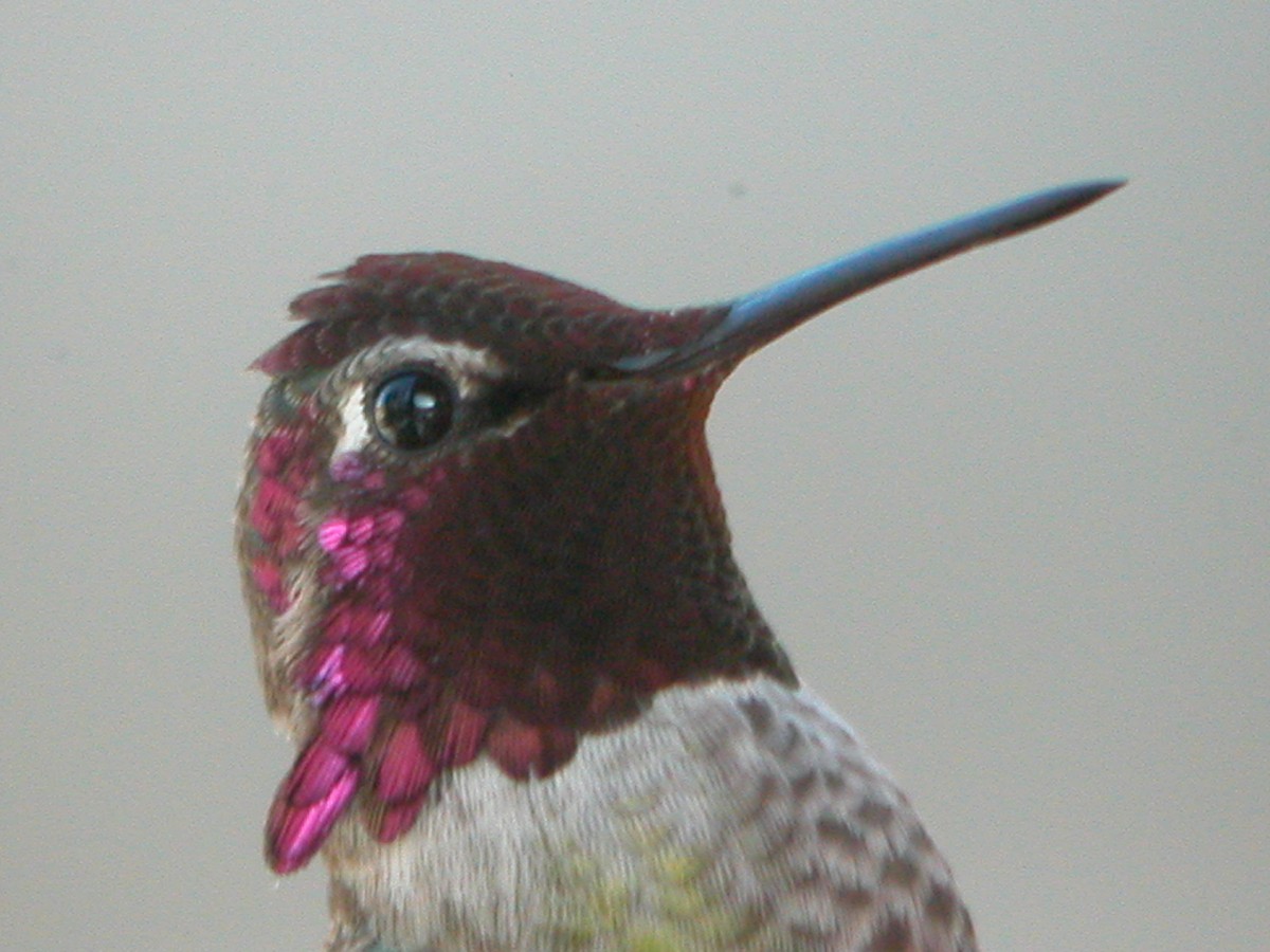 Anna's Hummingbird - ML47200521