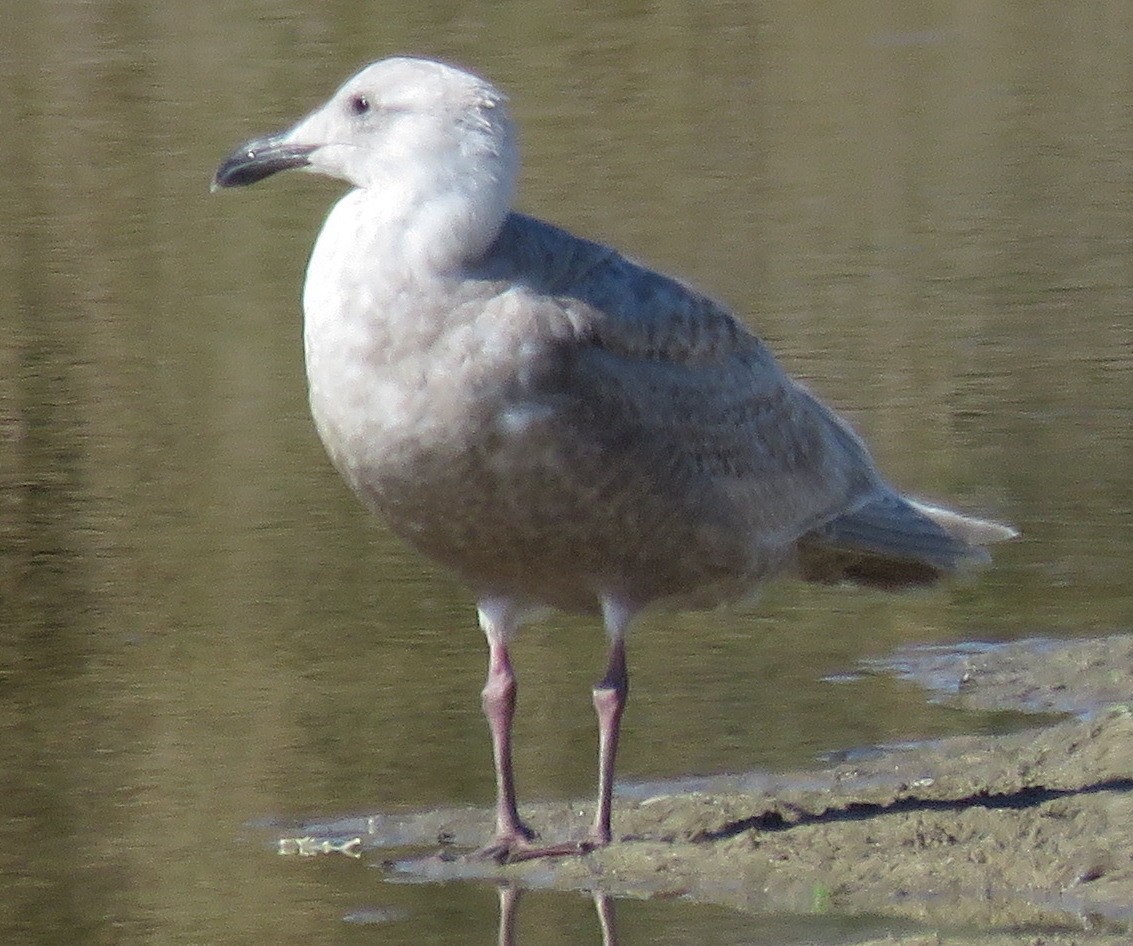 Glaucous-winged Gull - Rich Hoyer