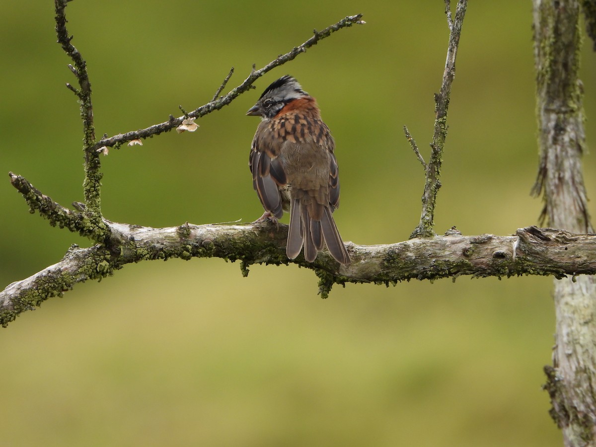 Rufous-collared Sparrow - ML472009871
