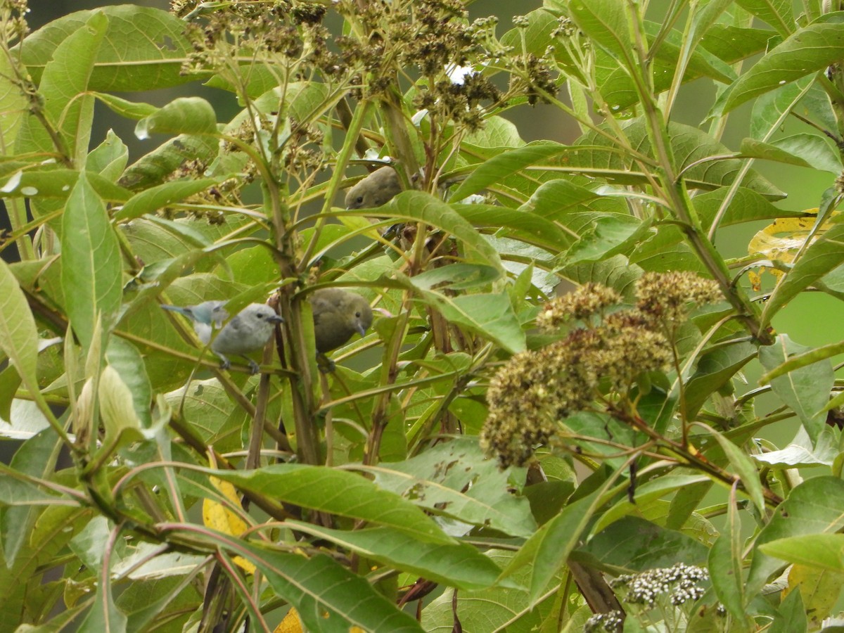 Blue-gray Tanager - ML472010311