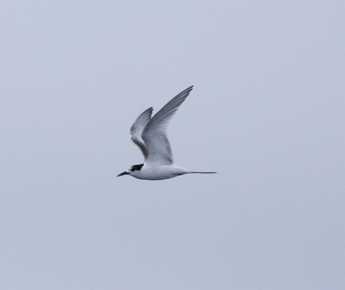 White-fronted Tern - ML472010331