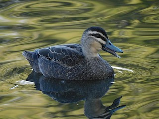 Pacific Black Duck, ML472011041