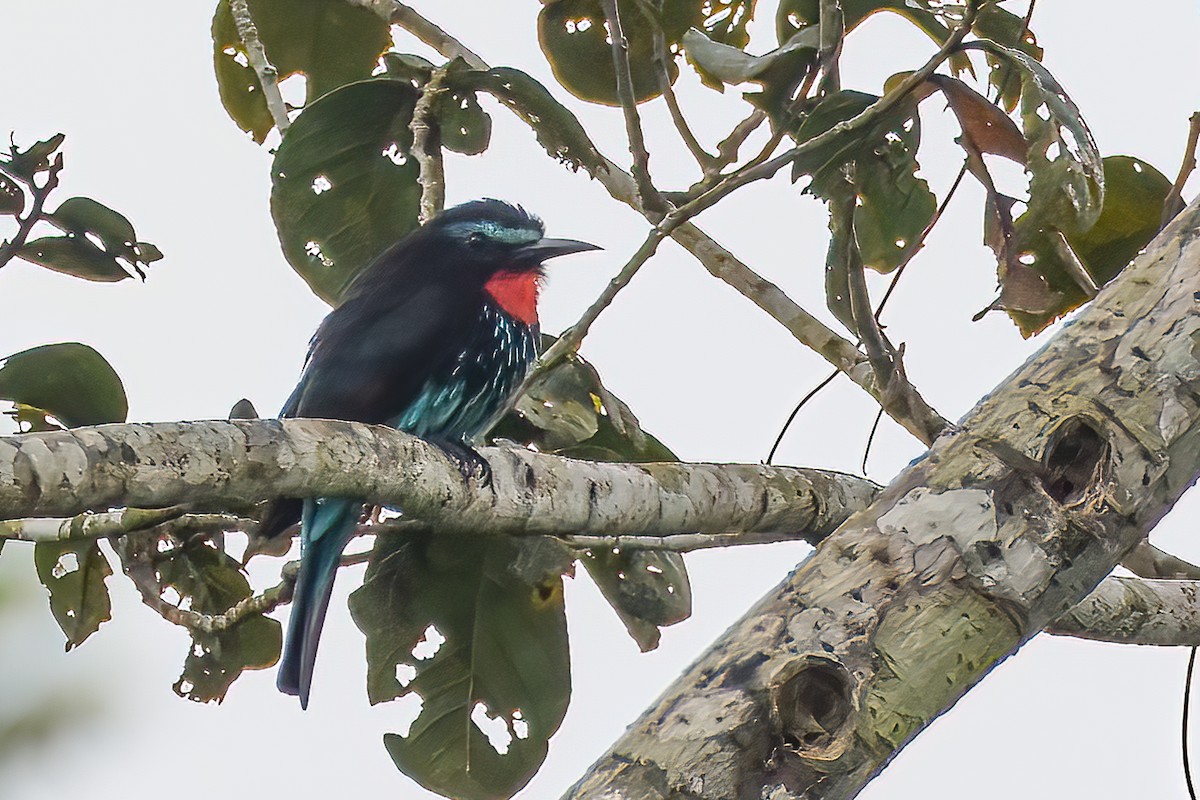 Black Bee-eater - ML472013621