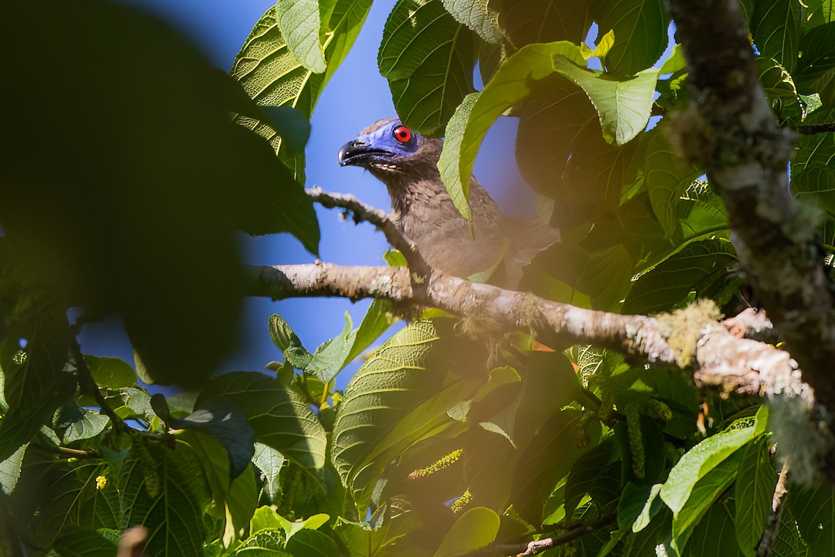 Sickle-winged Guan - ML472018951
