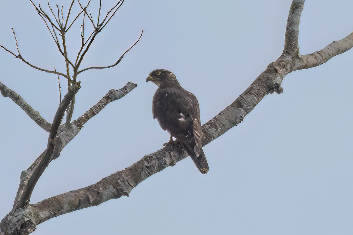 African Cuckoo-Hawk - Giuseppe Citino
