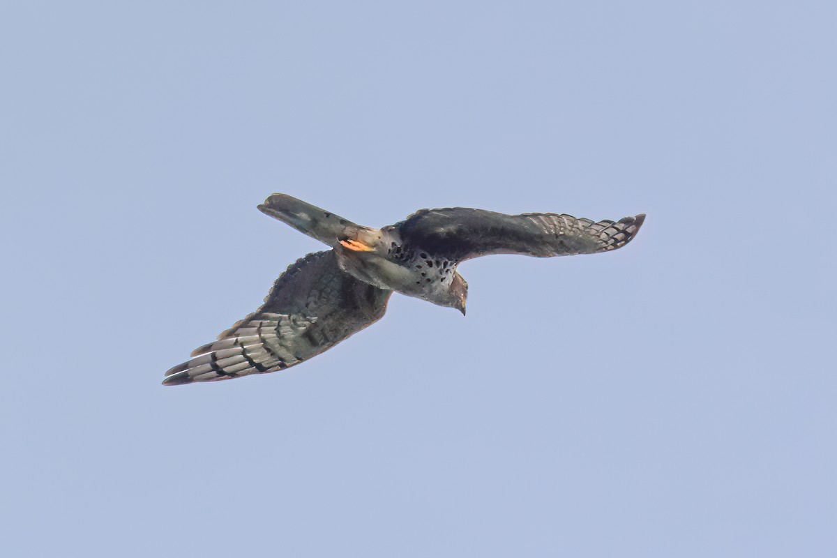 African Cuckoo-Hawk - ML472024531