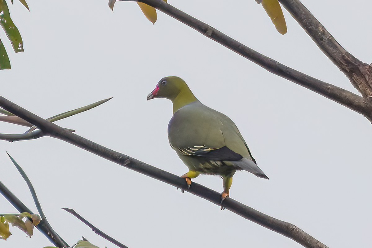 African Green-Pigeon - ML472025281