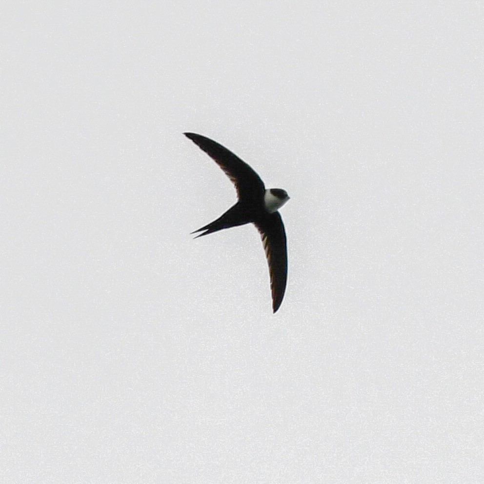 Lesser Swallow-tailed Swift - ML472025641