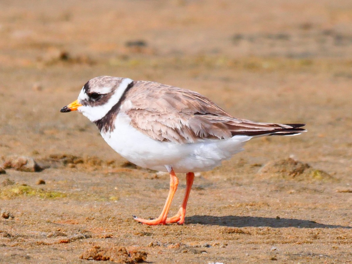 Common Ringed Plover - ML472028321