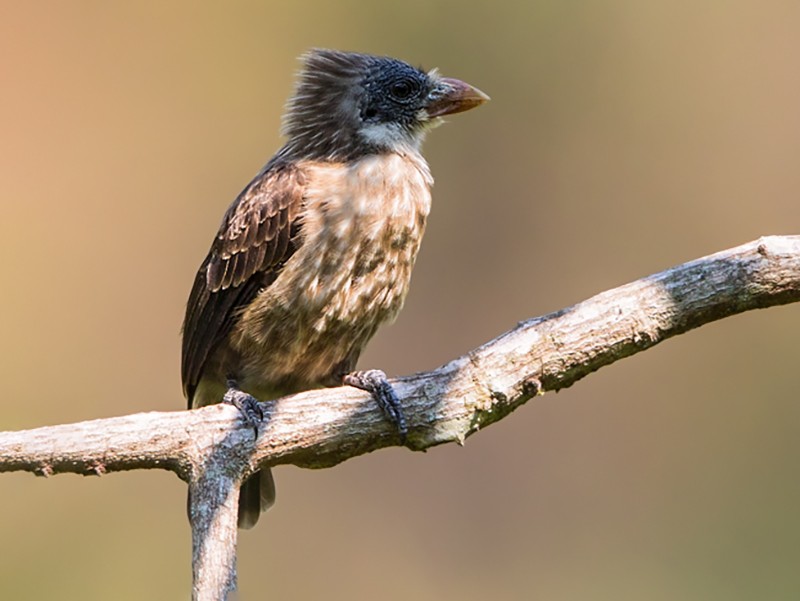 Naked-faced Barbet - eBird