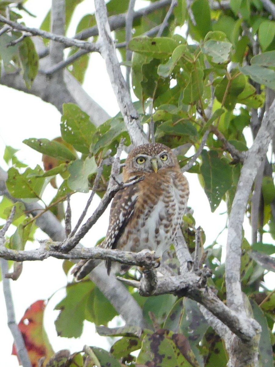 Cuban Pygmy-Owl - ML47203911