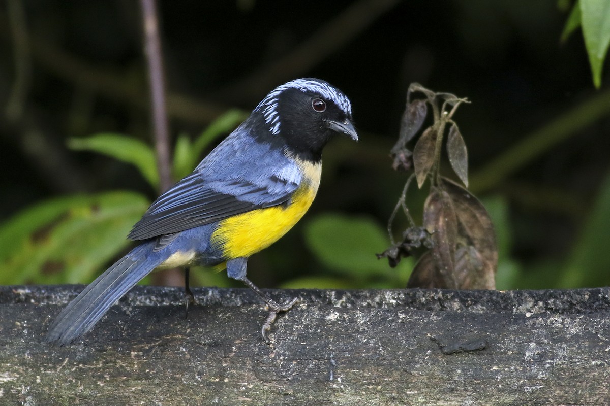 Buff-breasted Mountain Tanager - ML472039461