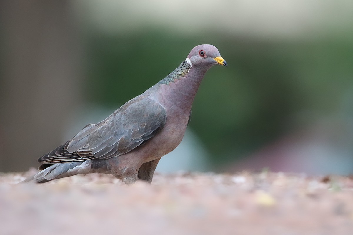 Band-tailed Pigeon - Michael Stremciuc