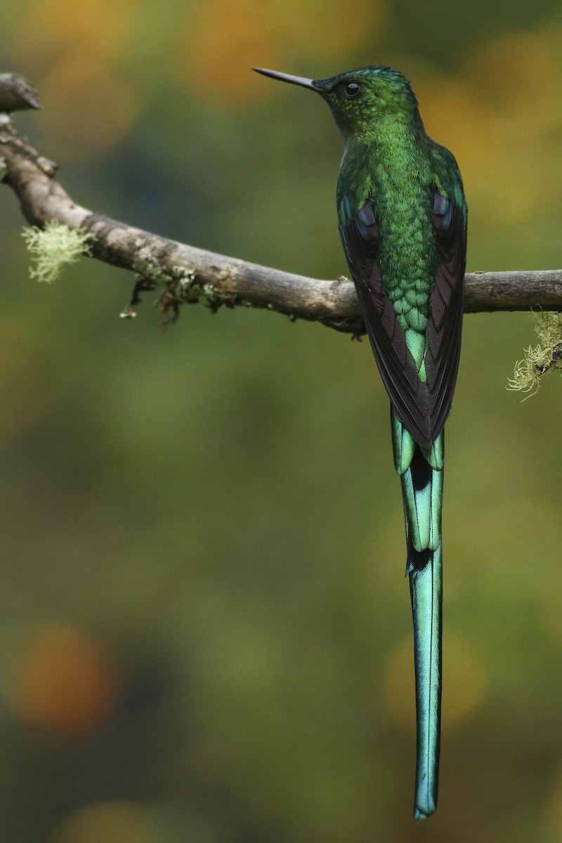 Long-tailed Sylph - ML472040401