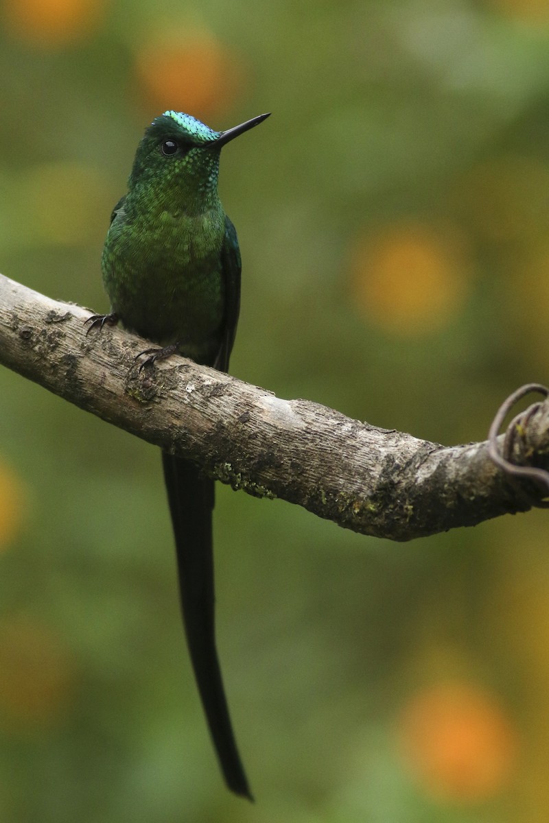 Long-tailed Sylph - ML472040411