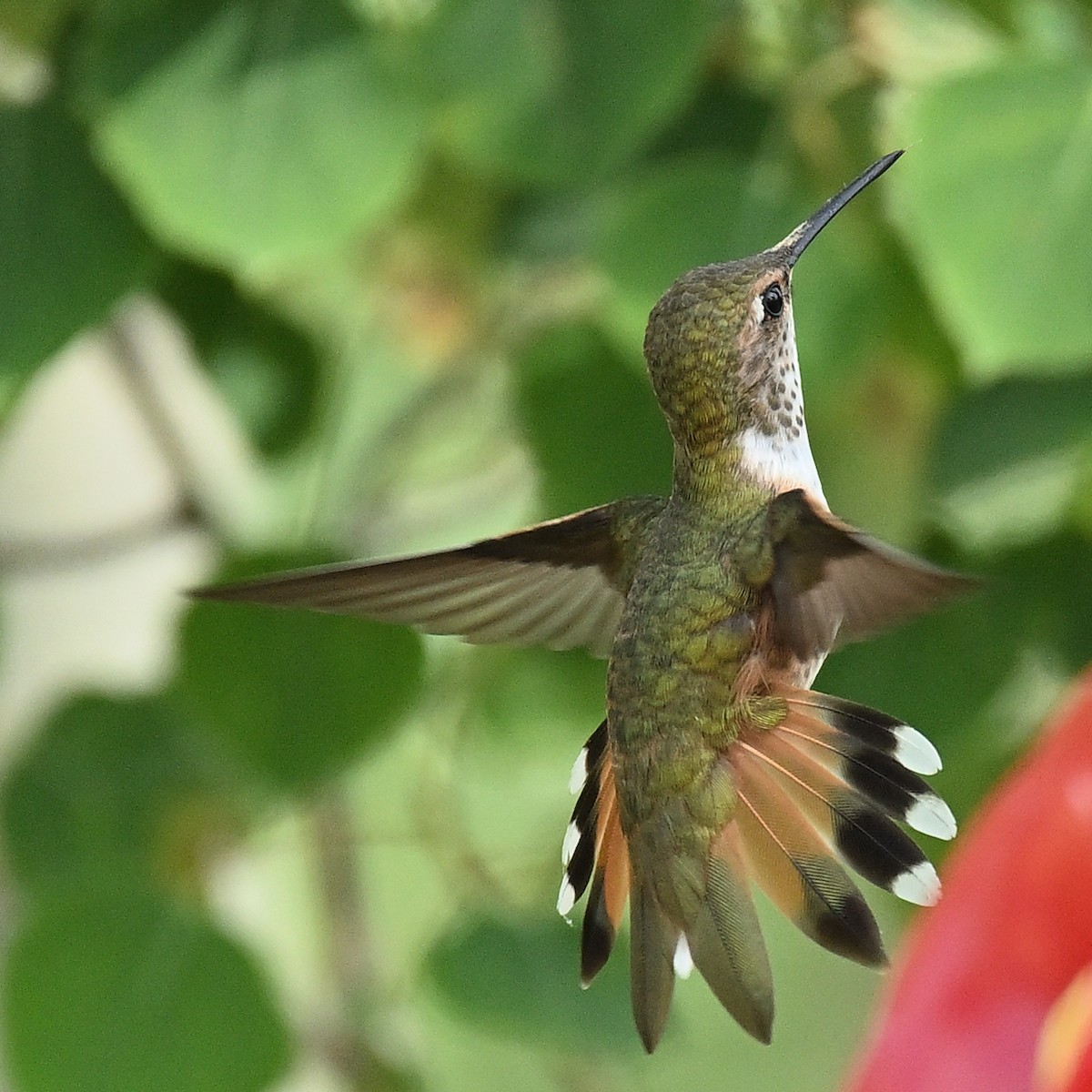 Rufous Hummingbird - John G Woods