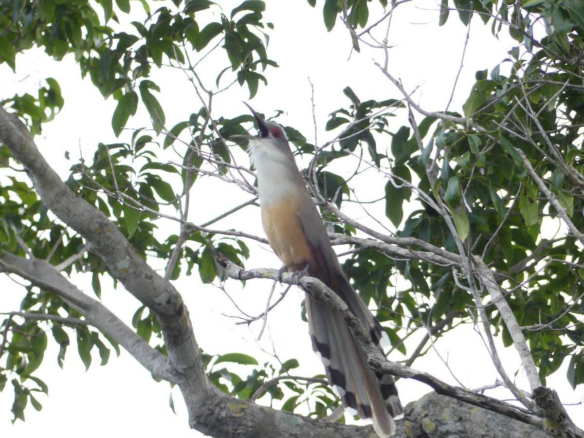 Great Lizard-Cuckoo (Cuban) - ML47204081