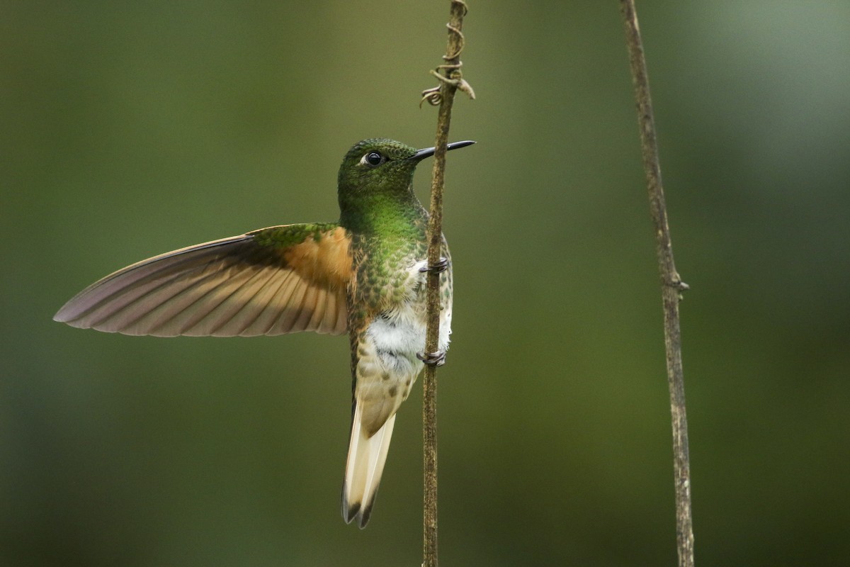kolibřík žlutoocasý - ML472041541