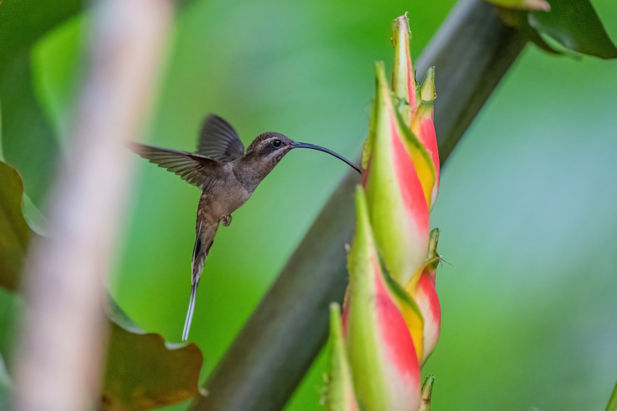 kolibřík tmavolící - ML472044051