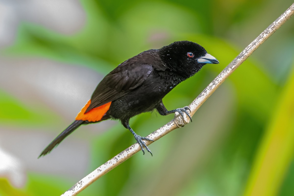 Scarlet-rumped Tanager - ML472044121