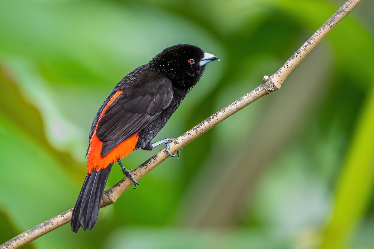 Scarlet-rumped Tanager - ML472044231