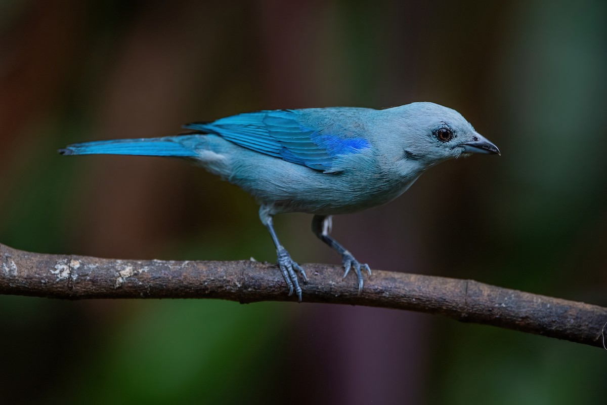 Blue-gray Tanager - ML472044341