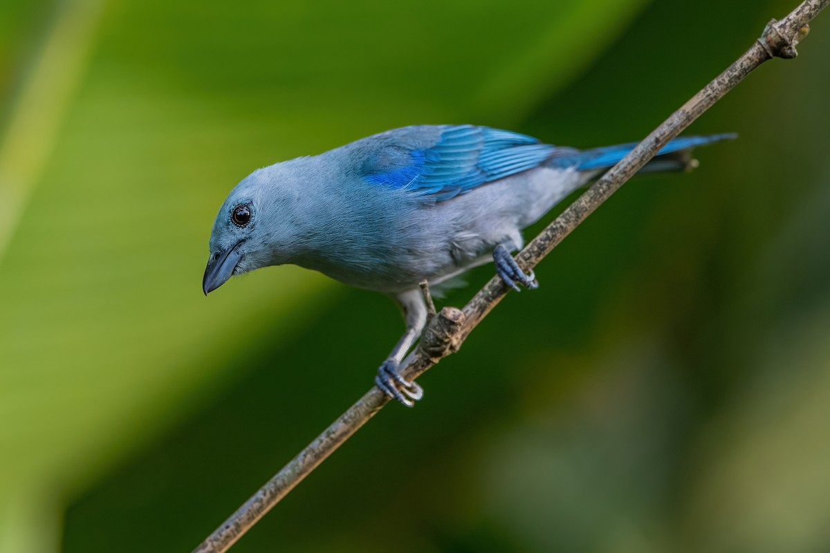 Blue-gray Tanager - ML472044381
