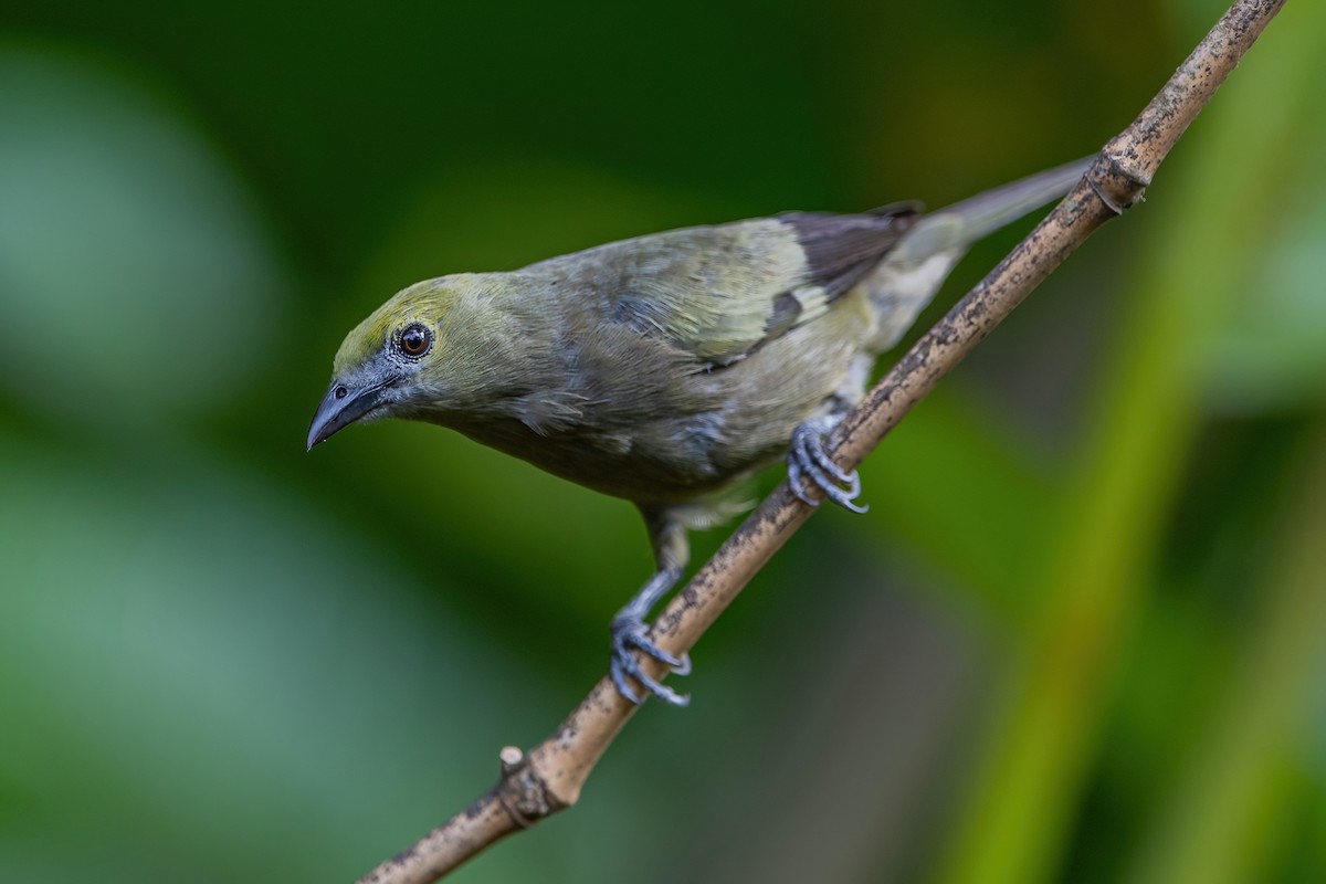 Palm Tanager - ML472044571