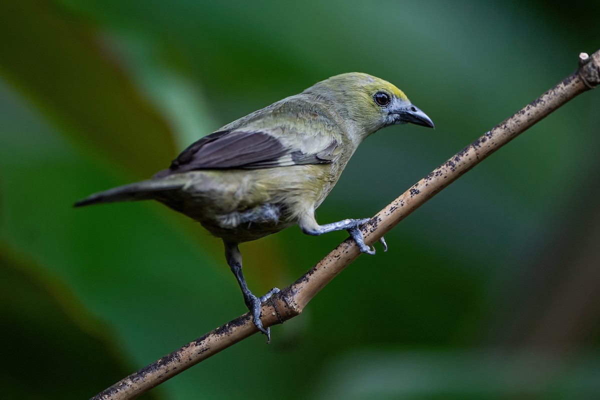 Palm Tanager - ML472044581