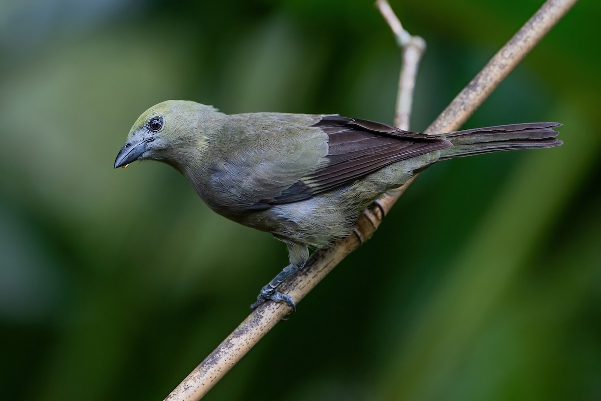 Palm Tanager - ML472044611