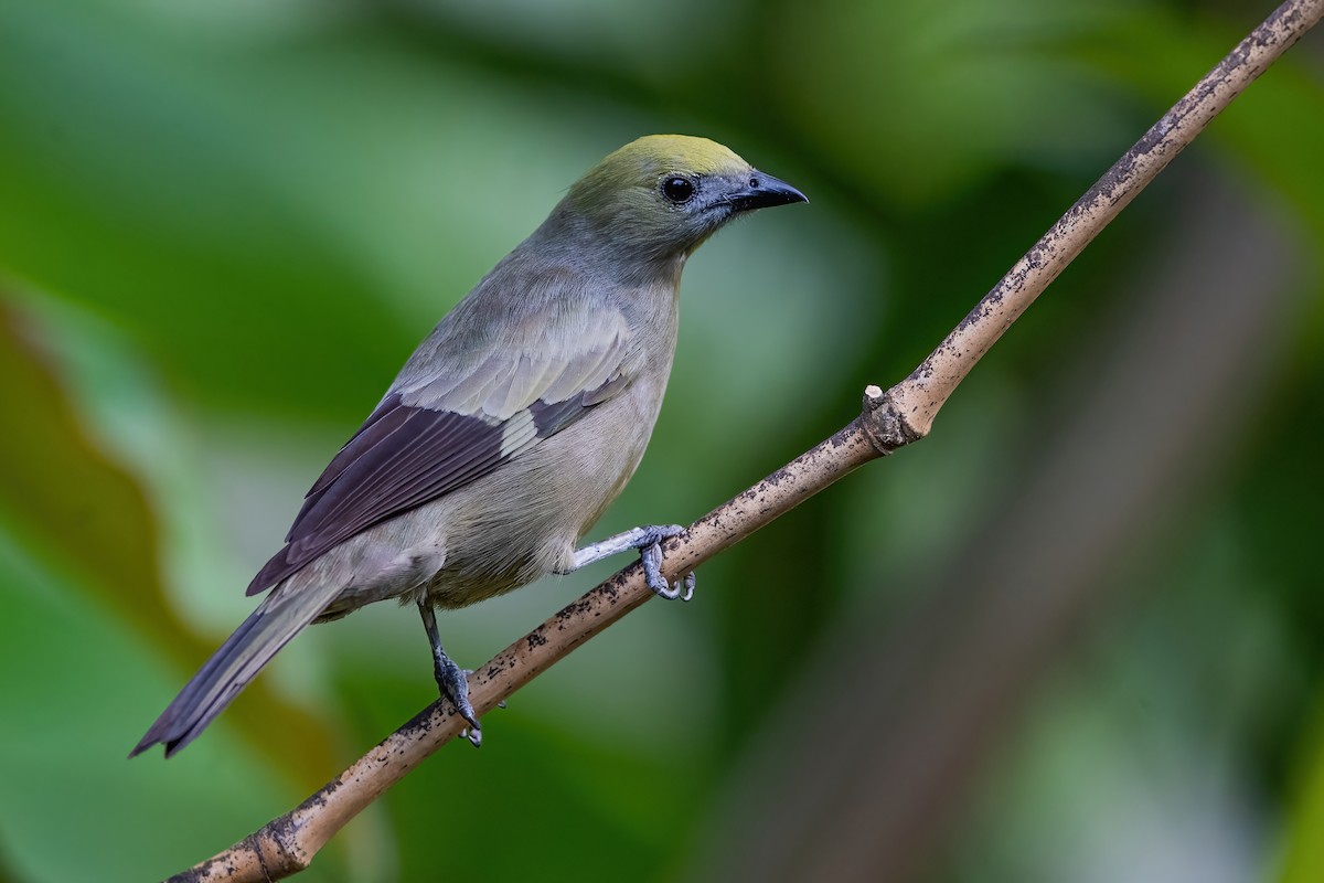 Palm Tanager - ML472044971