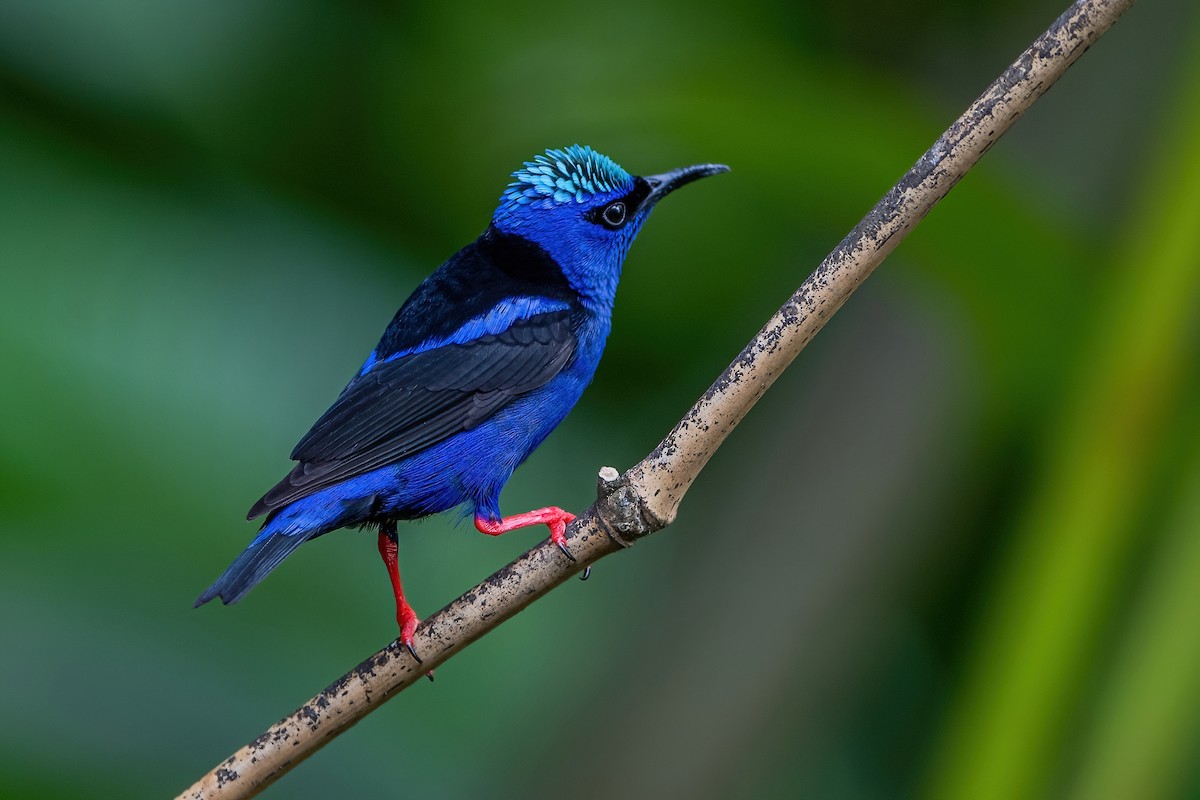 Red-legged Honeycreeper - ML472046471