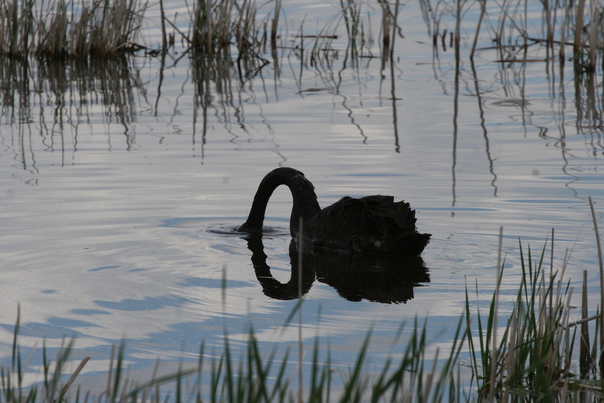 Black Swan - ML472047761