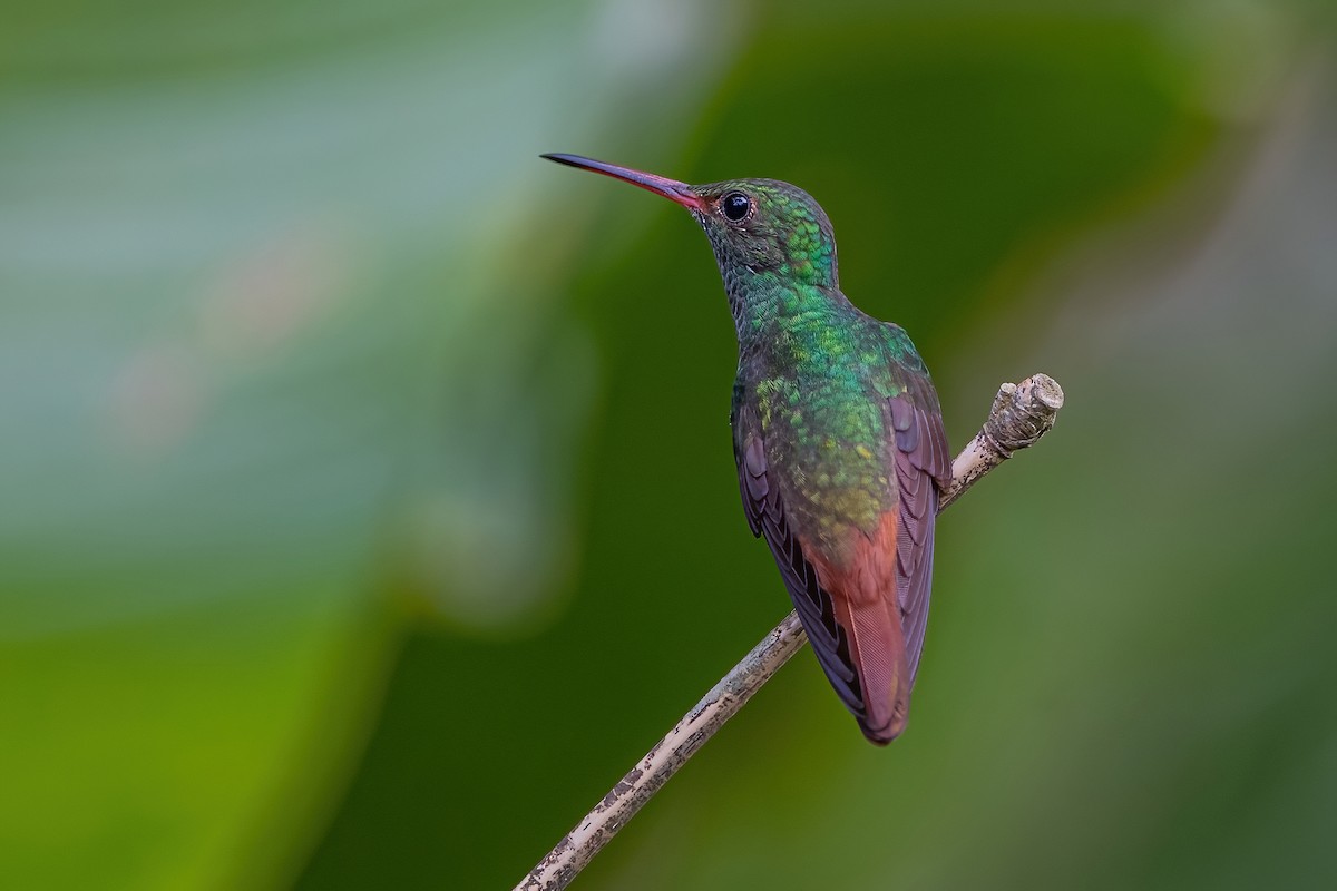 Rufous-tailed Hummingbird - Ngoc Sam Thuong Dang