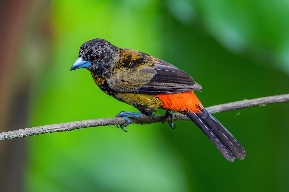 Scarlet-rumped Tanager - ML472052101