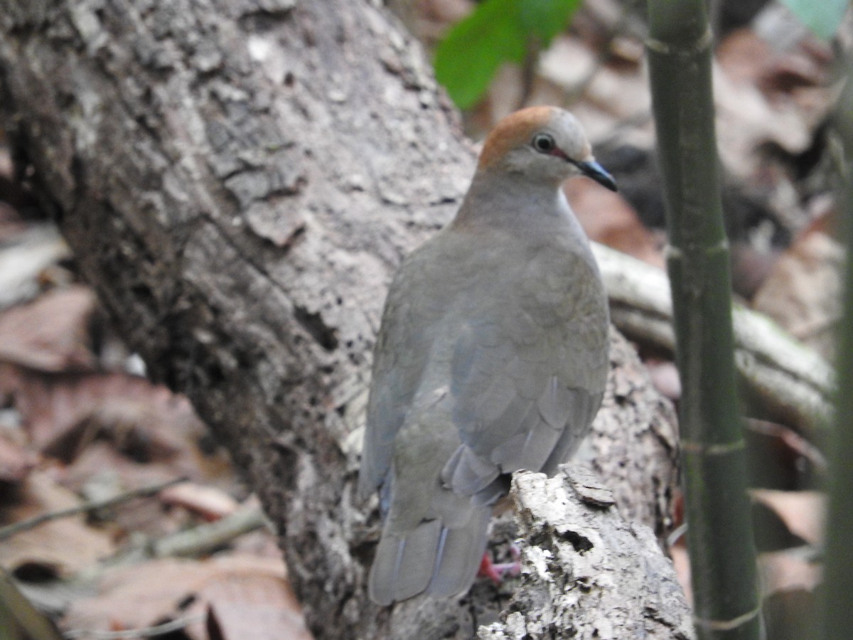 Gray-chested Dove - ML472054421