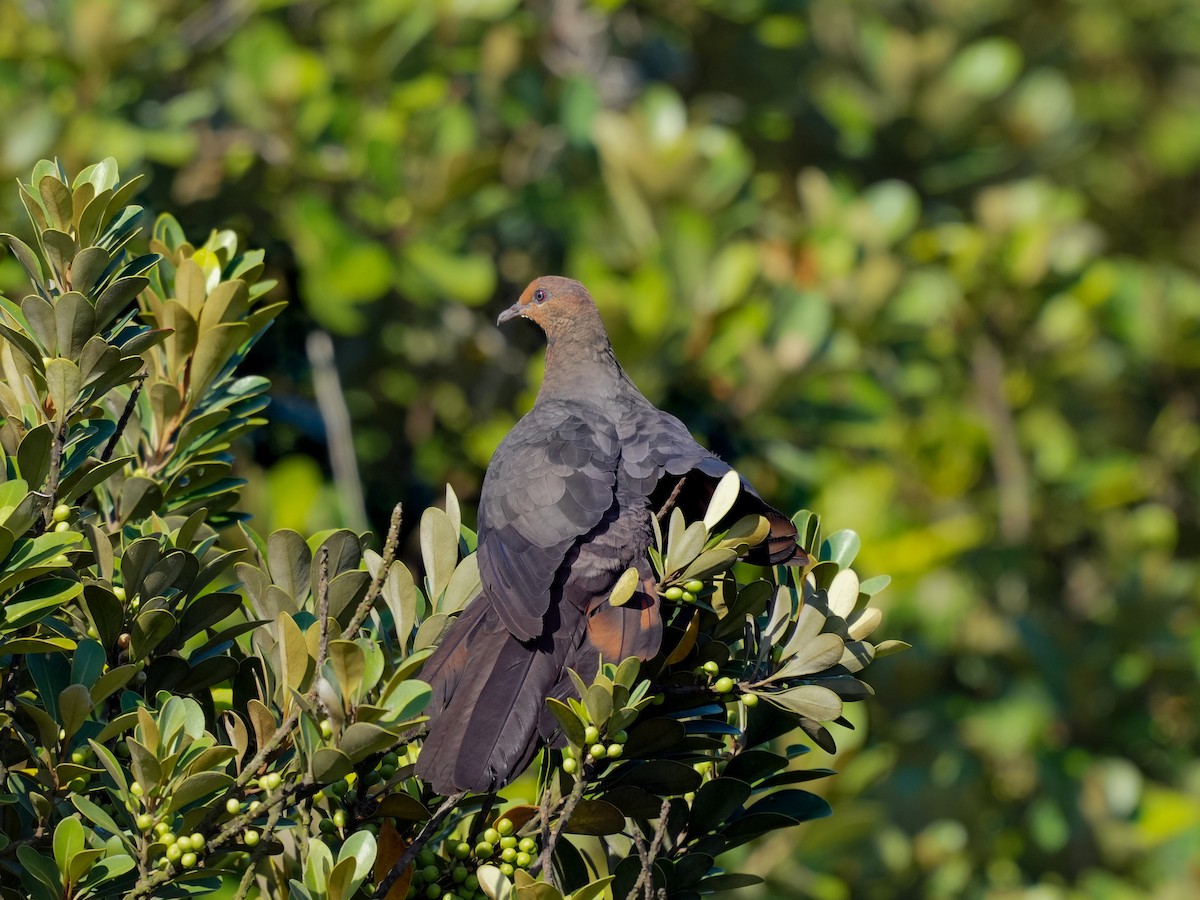 Philippine Cuckoo-Dove - ML472055561