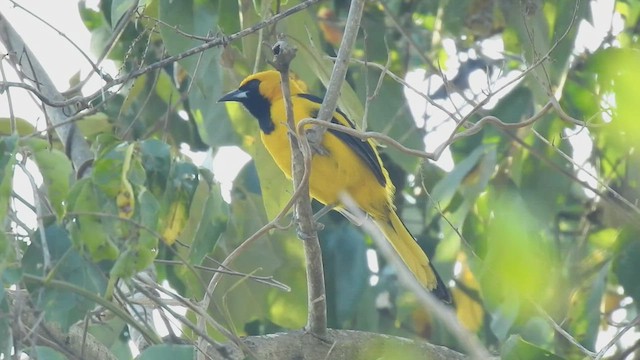 Yellow-tailed Oriole - ML472056441