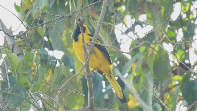 Yellow-tailed Oriole - ML472056451