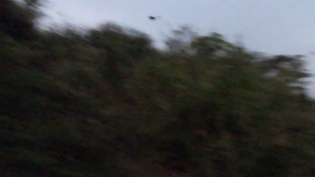White-tailed Nightjar - ML472060591
