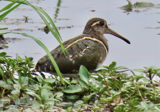 Greater Painted-Snipe - Jim Rowoth