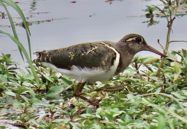 Greater Painted-Snipe - ML472062371