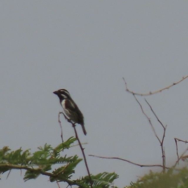 Spot-flanked Barbet - Jim Rowoth