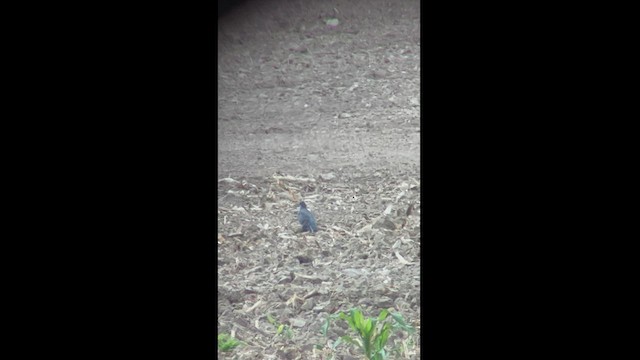 holub skvrnokřídlý - ML472063501