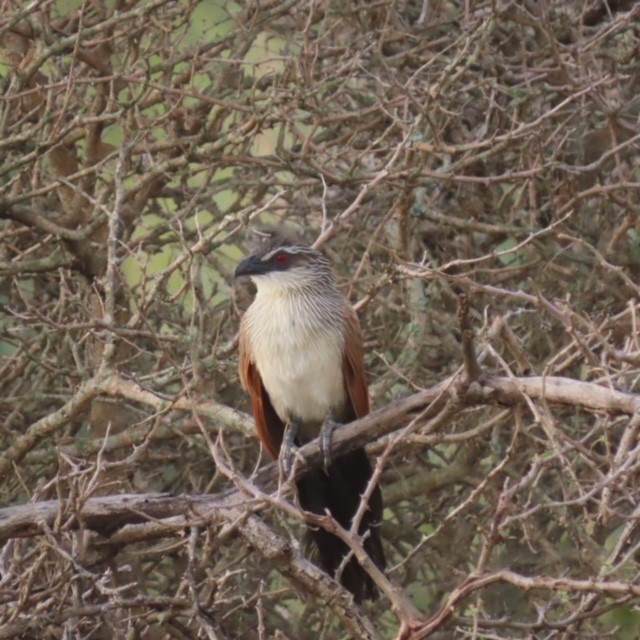 White-browed Coucal - Jim Rowoth