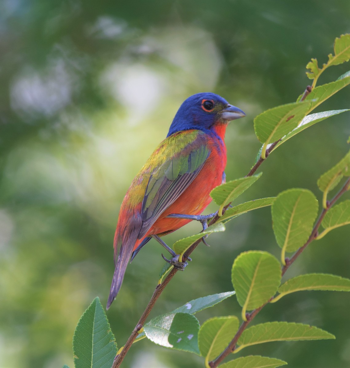 Painted Bunting - ML472069281