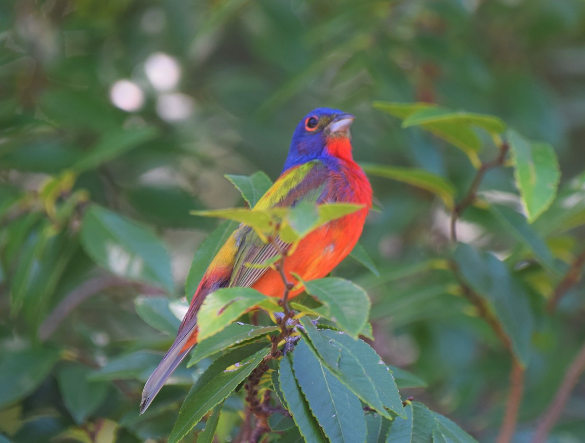 Painted Bunting - ML472069371