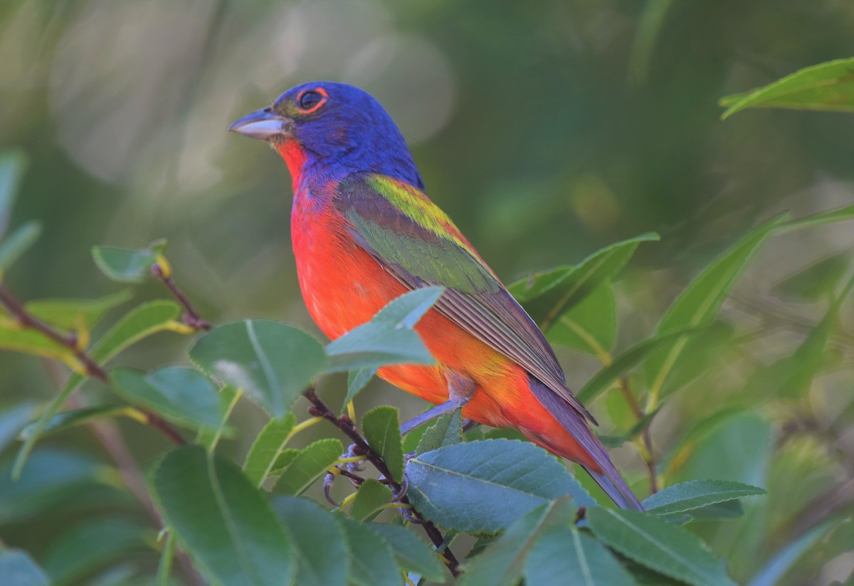 Painted Bunting - ML472069401